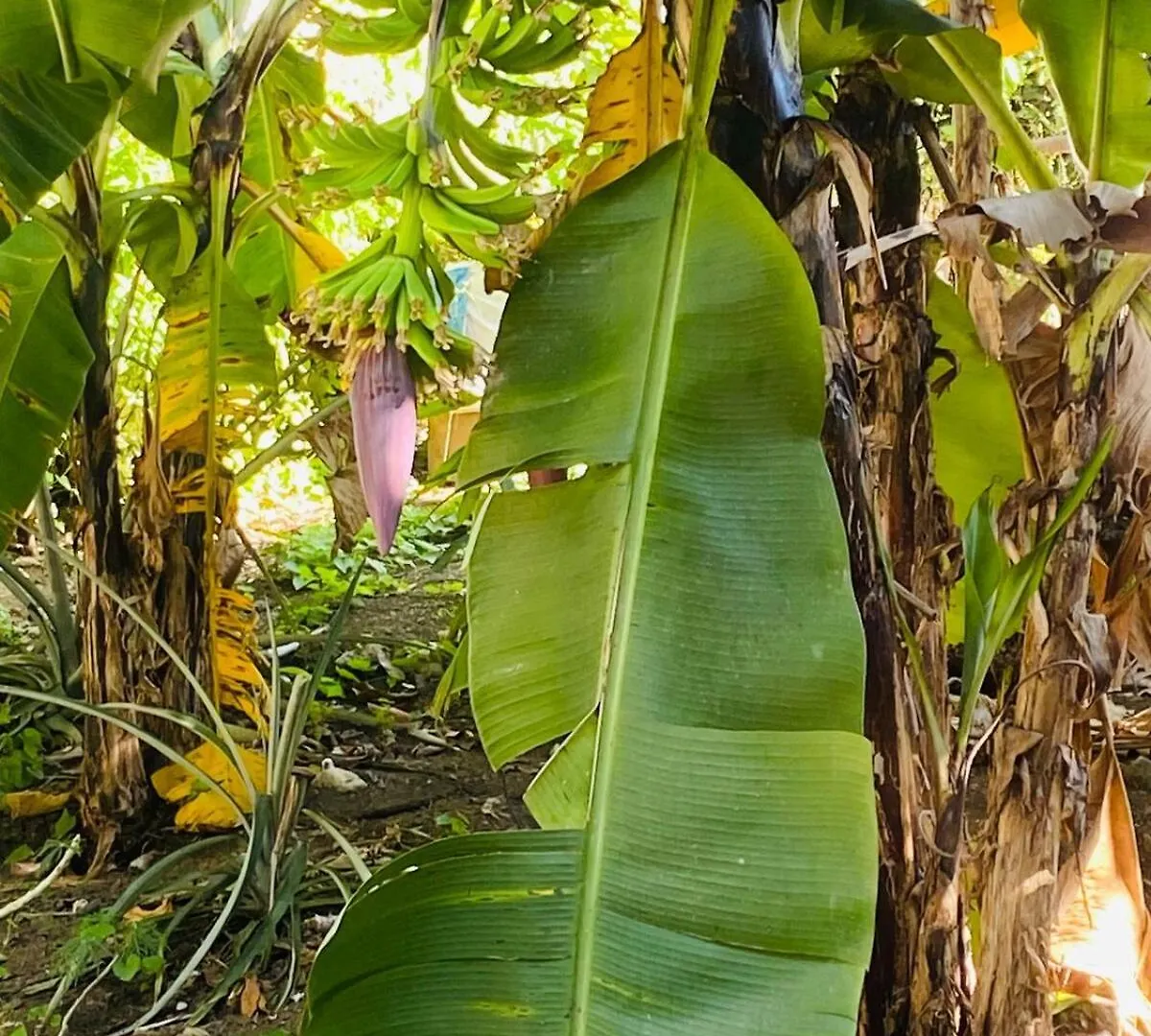 Appartement Rincon Del Mojito à Barahona